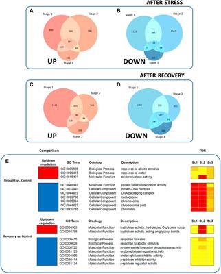 Transcriptome-Based Identification and Functional Characterization of NAC Transcription Factors Responsive to Drought Stress in Capsicum annuum L.